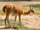 Рекорд рождаемости: в ростовском зоопарке на свет появились сразу четыре малыша гуанако