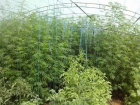 Под Шахтами садовод-любитель на грядках с помидорами вырастил более 400 кустов конопли