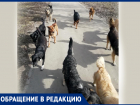 Стая собак встретила Ольгу Иванову у поликлиники на Артеме