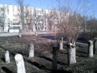«39 из 69 вырубленных на проспекте Ленинского комсомола деревьев были уже старыми либо засохшими» - администрация Шахт