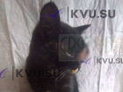 Волонтёры и ветеринары борются  за жизнь уличной кошки с тяжёлой травмой глаза