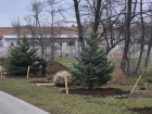 В городском парке города Шахты проводят посадку крупномеров