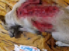 Живодеры пытались содрать шкуру с живой собаки в Шахтах