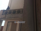Голуби атаковали многоквартирный дом на ХБК в Шахтах