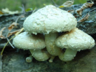Шахтинцы отравились собранными грибами