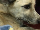 В Шахтах живодеры вырвали собаке язык с корнем