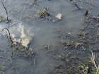 Шахтинский водоканал не возместил причинение вреда почвам при сбросах сточных вод