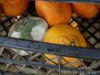 Гнилые мандарины в магазине «Магнит» шокировали шахтинцев