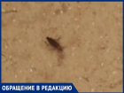 Тараканы хозяйничают в шахтинской больнице 