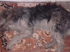  Расстреляли собак, охранявших завод в Шахтах