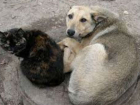 Губернатор Ростовской области запретил убивать бездомных животных