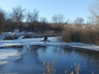 В Ростовской области спасли лебедя, оставшегося на льду рядом с телом мертвой подруги