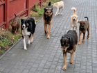 «Собачий» вопрос: решат ли в Шахтах проблему бездомных животных?