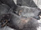 В Шахтах автолюбитель специально сбил собаку с щенком