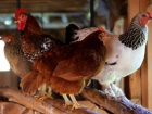 В Шахтах проводится бесплатная вакцинация домашних птиц