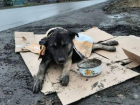 На отлов бродячих собак в этом году выделено более трех миллионов рублей