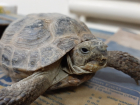В Шахты везут спасать черепах из Оренбурга