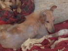Ветеринары в Шахтах усыпили 13 бездомных собак