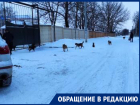 Жителей переулка Ленинградский беспокоят стаи бездомных собак