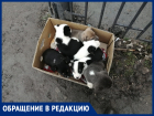 В поселке Красина неизвестные выбросили коробку с крошечными щенками в мусорку 