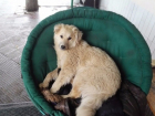 Шахтинские зоозащитники спасли от догхантеров собаку
