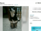 В Шахтах продают пожилую собаку более чем за два миллиона рублей