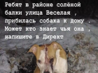 Шахтинка разыскивает свою собаку в Новошахтинске