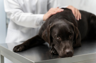 Ультразвуковое исследование в ветеринарной клинике «ZOO* Сервис» - 