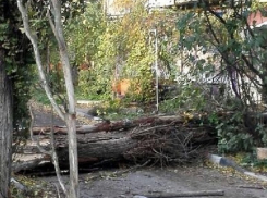 Упавший тополь перегородил дорогу скорой помощи в Шахтах
