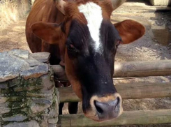 На Дону у коров обнаружили опасное для человека заболевание