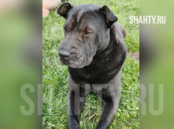 Парня без сознания нашли недалеко от става ХБК в Шахтах — с ним была собака 