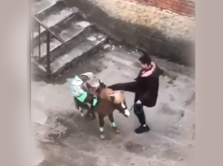 Девушка избила пони на глазах детей в Шахтах 