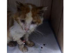 Ветеринарные врачи в Шахтах продолжают спасать кота, у которого диагностировали иммунодефицит