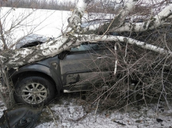 В результате аварии дерево раздавило внедорожник на трассе М-4 под Шахтами