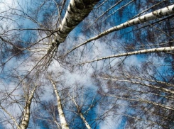 Слегка похолодает: погода в Шахтах и примета дня 