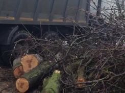 Шахтинец восстановит зелёное пространство после вырубки деревьев возле своего дома