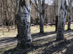 Жители поселка ХБК в Шахтах обеспокоены состоянием старой аллеи