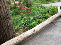 Асфальт треснул из-за падения сухого дерева во дворе многоквартирного дома в Шахтах