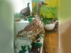 Встречается на территории заповедников Ростовской области и в шахтинском музее: дрофа обыкновенная