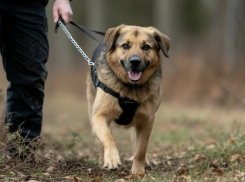 Кинолог с собакой нашел марихуану дома у жителя Шахт