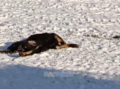 Водитель автобуса в Шахтах насмерть задавил щенка на остановке