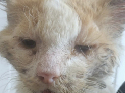 Волонтеры из Шахт борются за жизнь кота, который больше похож на живой труп