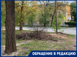 Ветхие деревья спилили, а ветки лежат больше 2 недель: Дарья Иванкова