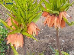 Снова дождь и немого похолодает в Шахтах в понедельник