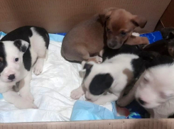 Выброшенных в мусор щенков не оставили погибать