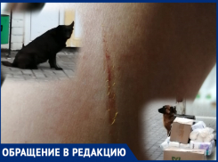 Агрессивные собаки снова напали на людей, покусали женщину, которая с ребенком шла по Садовой 