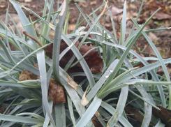 День обещает быть пасмурным