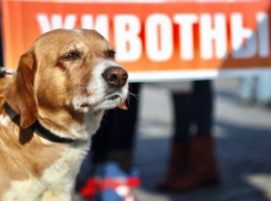 В Шахтах простерилизовать животных можно будет на треть дешевле