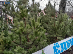 Ёлки, ёлки, ёлки: как выбрать главный символ Нового года