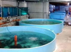 В Ростовской области выставлено на продажу форелево-осетровое хозяйство за 98 миллионов рублей
